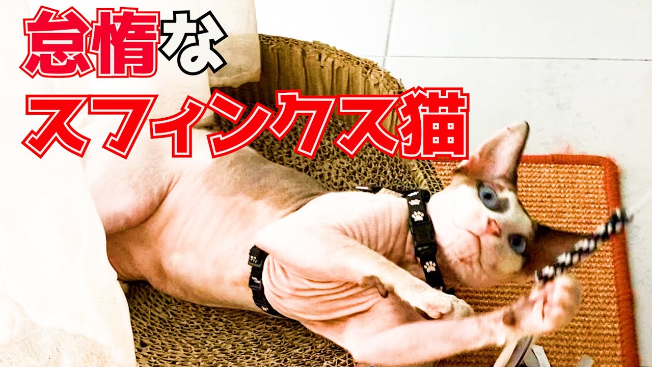 135：怠惰なスフィンクス猫