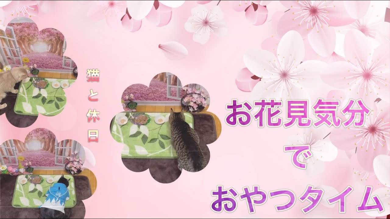 お家でお花見気分🌸おやつタイム😸#猫#黒猫#ソマリ#キジトラ#新選組
