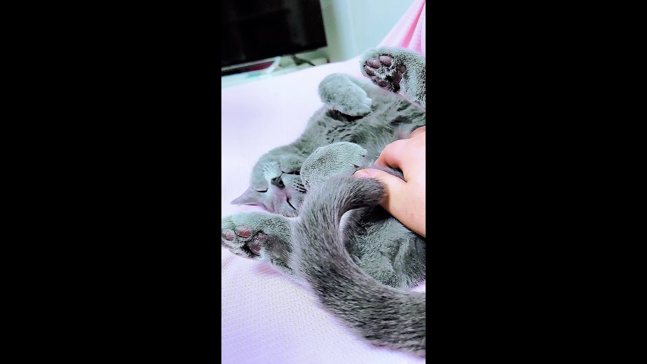 【猫動画】ぐっすり眠るロシアンブルー【russianbule】【shorts】Russian blue that sleeps soundly