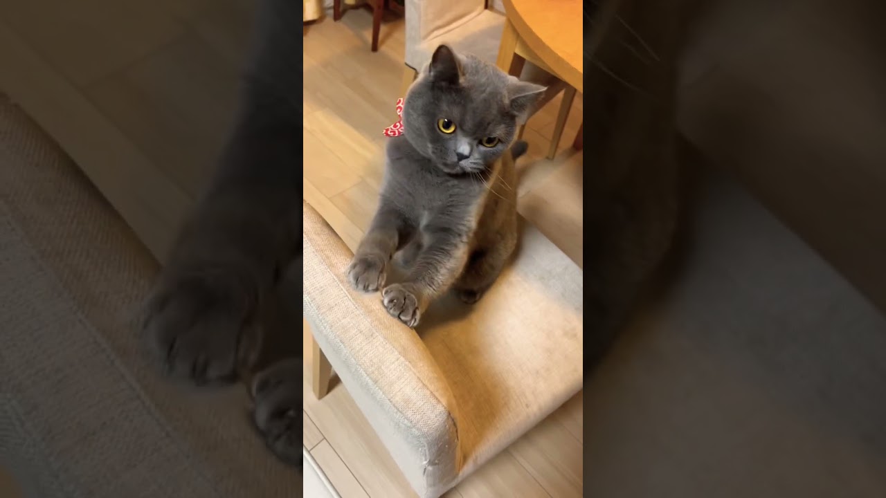 イスを譲らない猫#shorts #猫 #ブリショー#ブリティッシュショートヘア