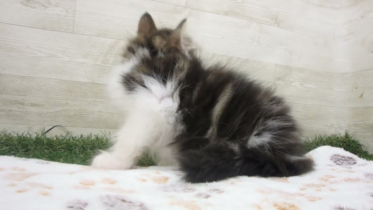 Coo&RIKU　No00626132 ノルウェージャン・フォレストキャット