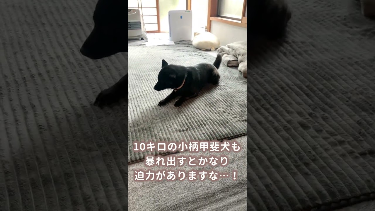 【甲斐犬】小柄な女の子甲斐犬も、家の中で全力ダッシュすると凄い迫力…！