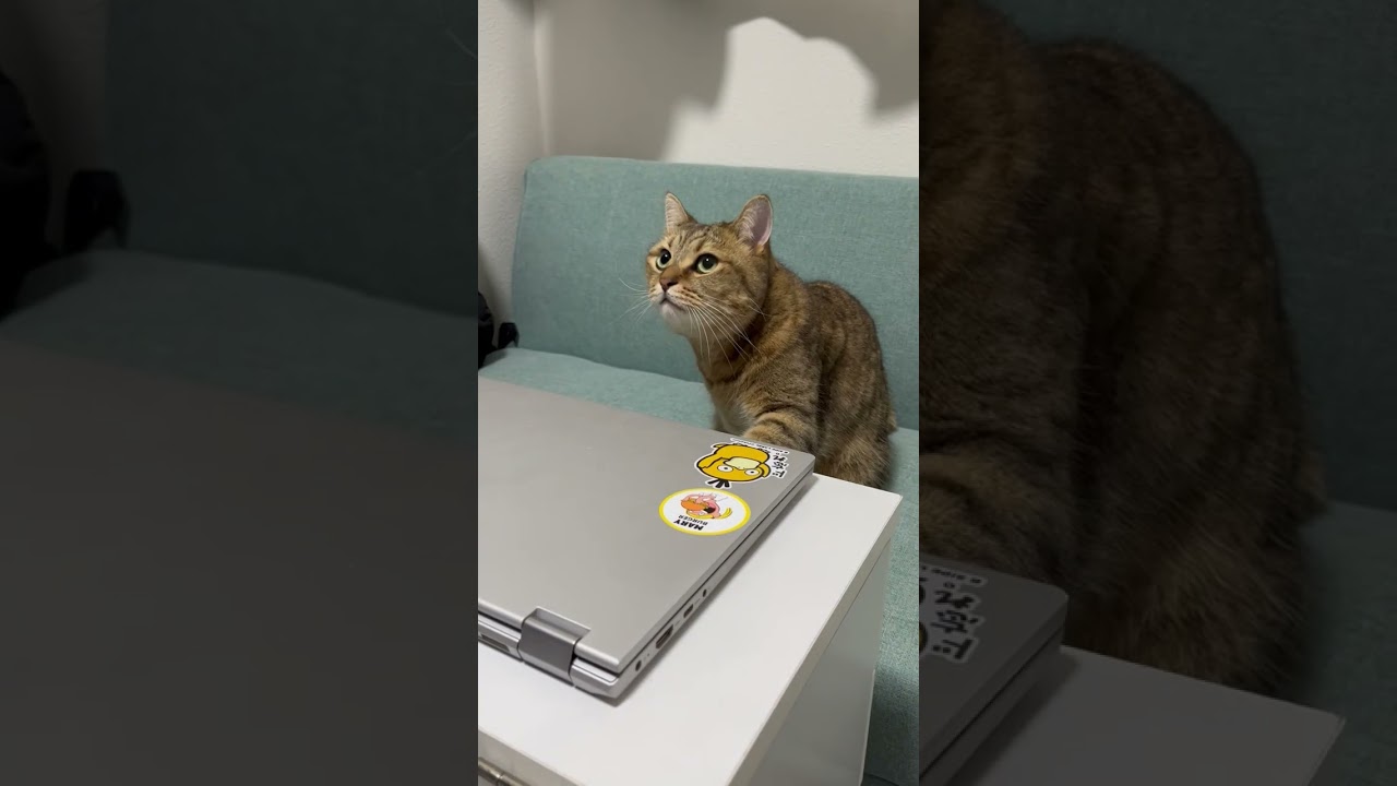 アニメに集中している猫のパソコンを急に閉じてみたら…　#shorts