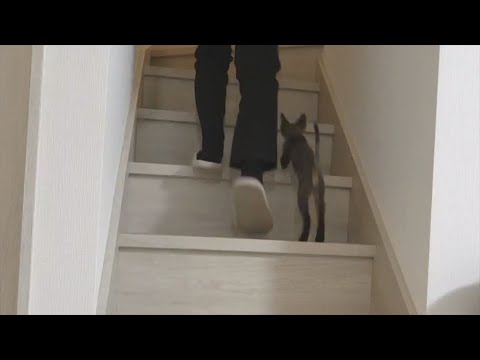 どこにでもついてくるデボンレックス子猫です(Devon Rex kitten always follows me)