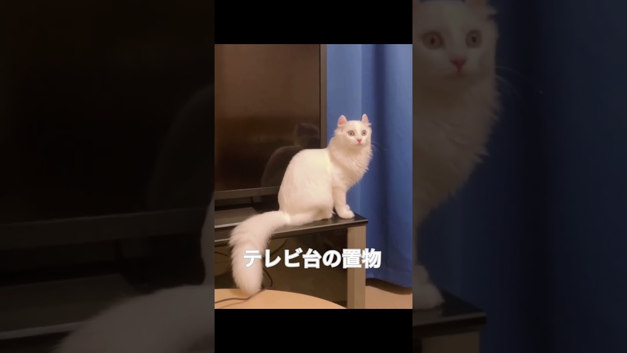 テレビ台の置物になった猫#short #shorts #アメリカンカール#猫 #かわいい