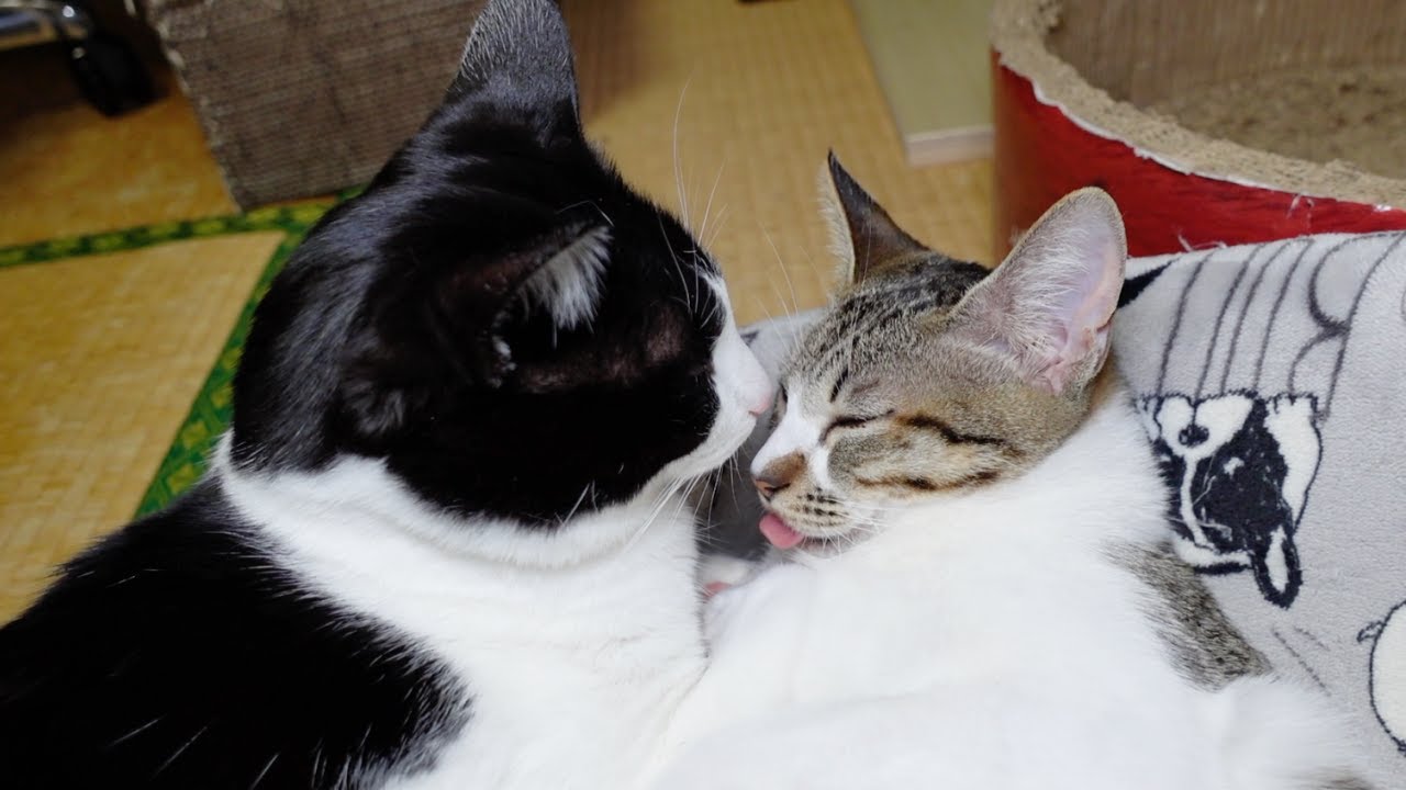 お留守番中にペロペロ甘えながら添い寝してる子猫…笑