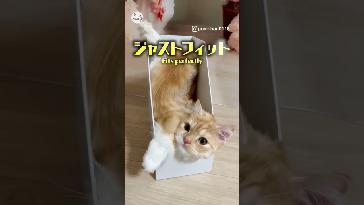 箱が大好きジャストフィット！マンチカン子猫「ぽむちゃん」！Fit's perfectly！【Japanese cat】 #猫王国 #マンチカン #猫動画 #cat