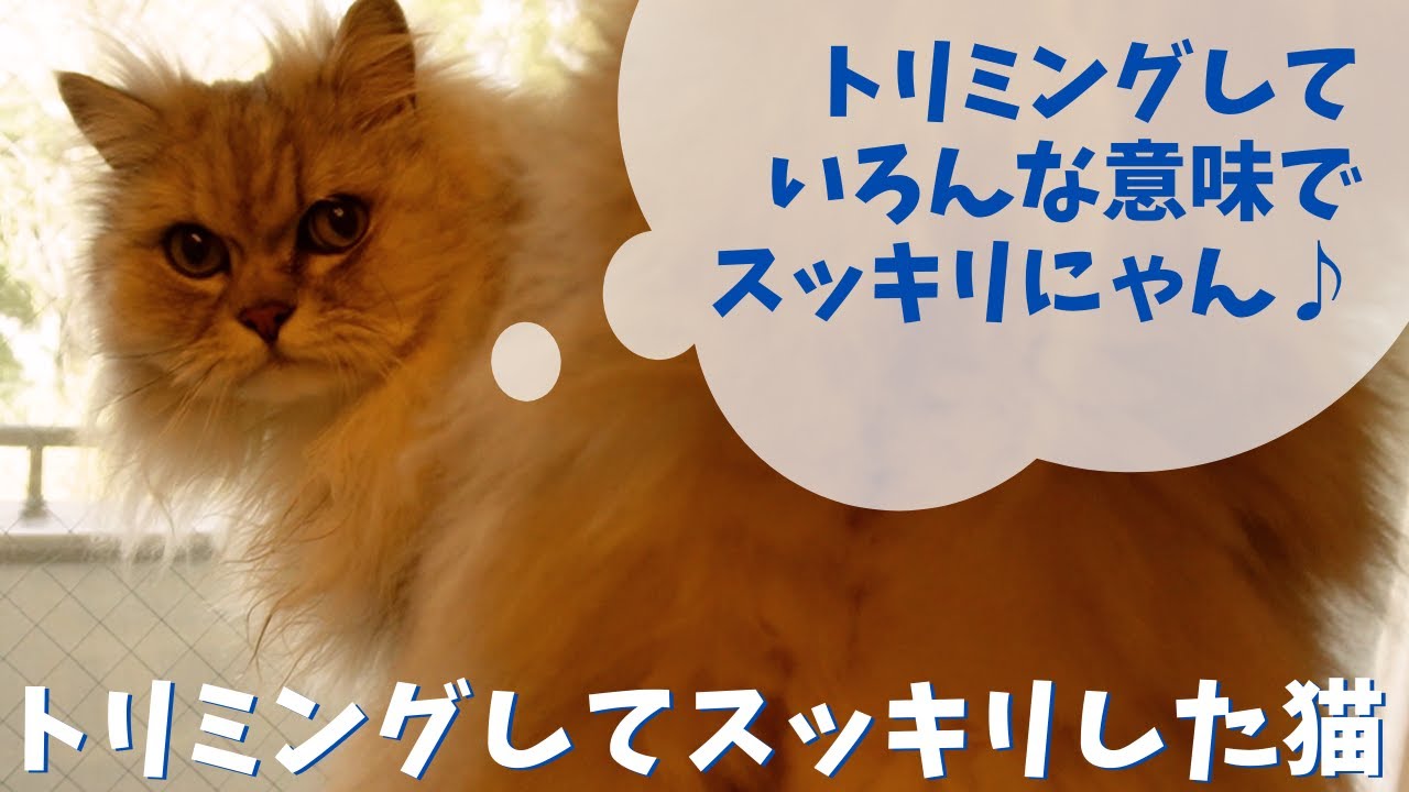 トリミングでスッキリした猫｜ラガマフィンのラガさん