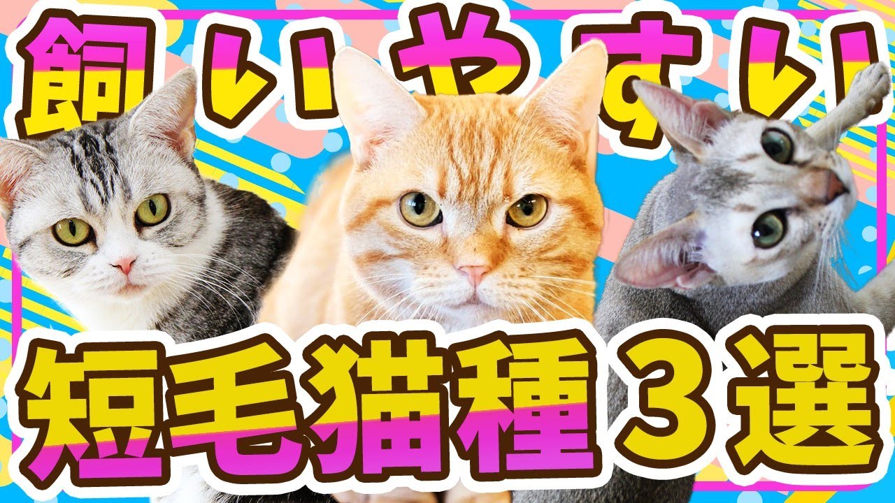 【意外!?】飼いやすい短毛猫種３選！ 現役猫ブリーダーがおススメの種類をご紹介！
