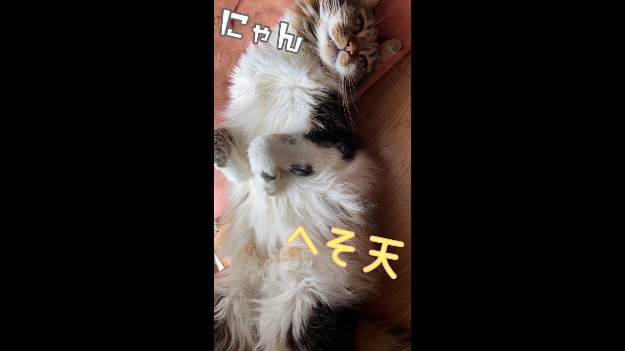 へそ天【メインクーン】