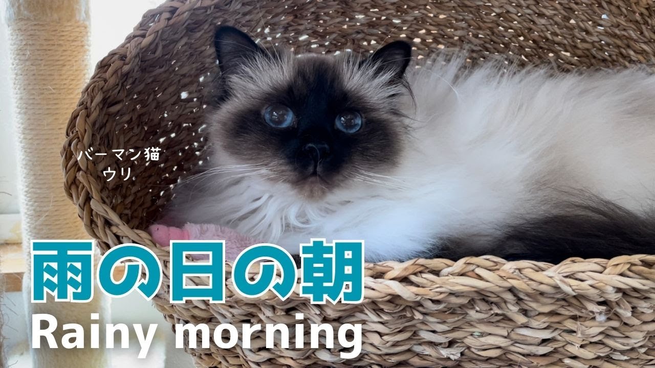 バーマン猫ウリとミカとラフ【雨の日の朝】Rainy morning（バーマン猫）Birman/Cat