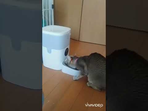 世界最速でご飯を食らうシンガプーラ猫　#shorts