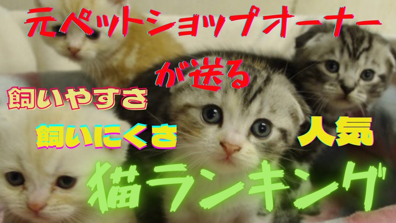 【猫特集】ねこ好き必見❗️元ペットショップオーナーがご紹介❗️一番高額な猫は❓Ranking of domestic cats in Japan