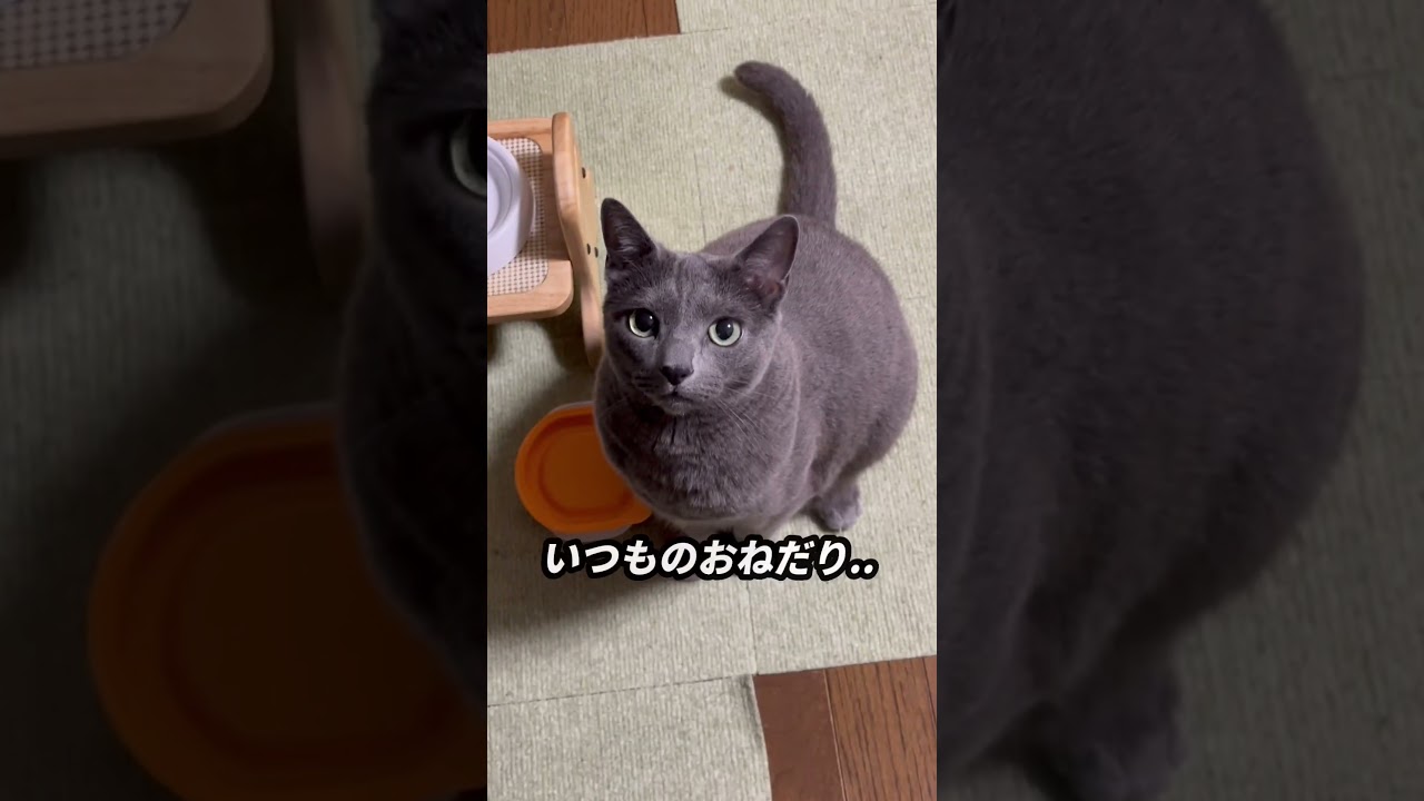 【ロシアンブルー】今朝のめろん...私が起きるの待ってます🫢#shorts