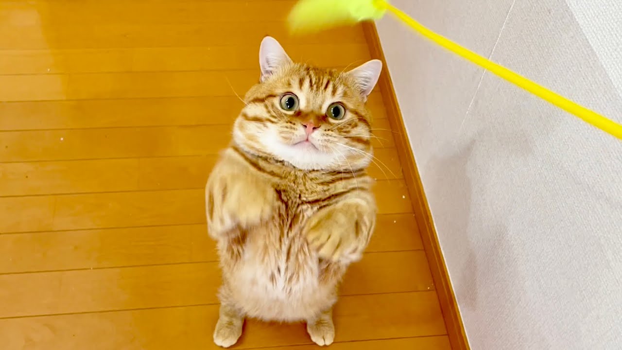 ぽちゃくん、ニャイザップはじめる！