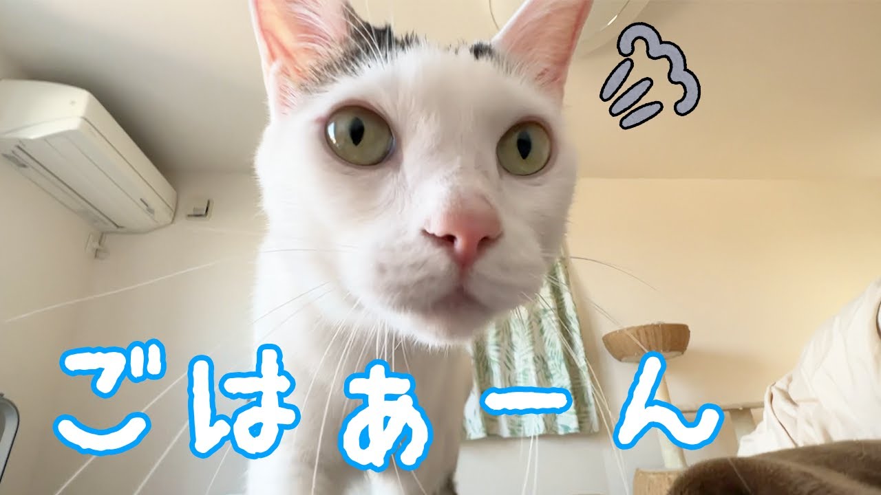 ママの上に乗ってアピールしてくる猫たち【重い】