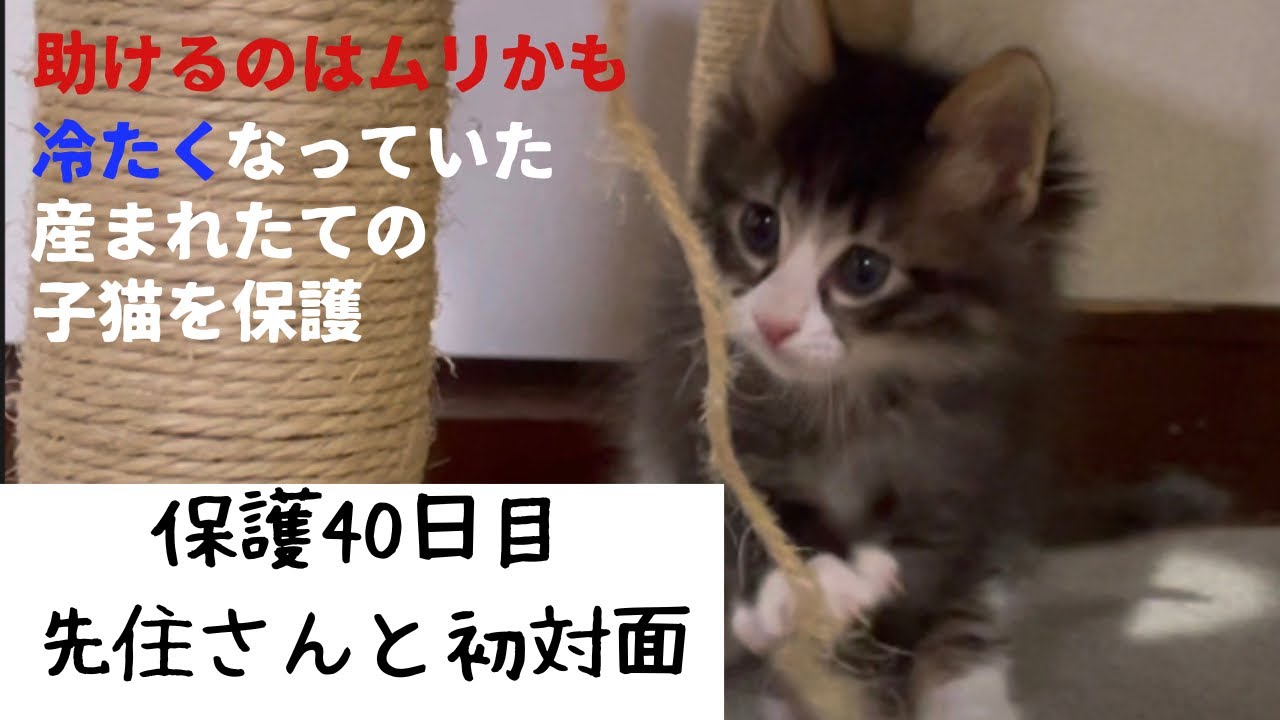 冷たくなっていた子猫の保護、40日目