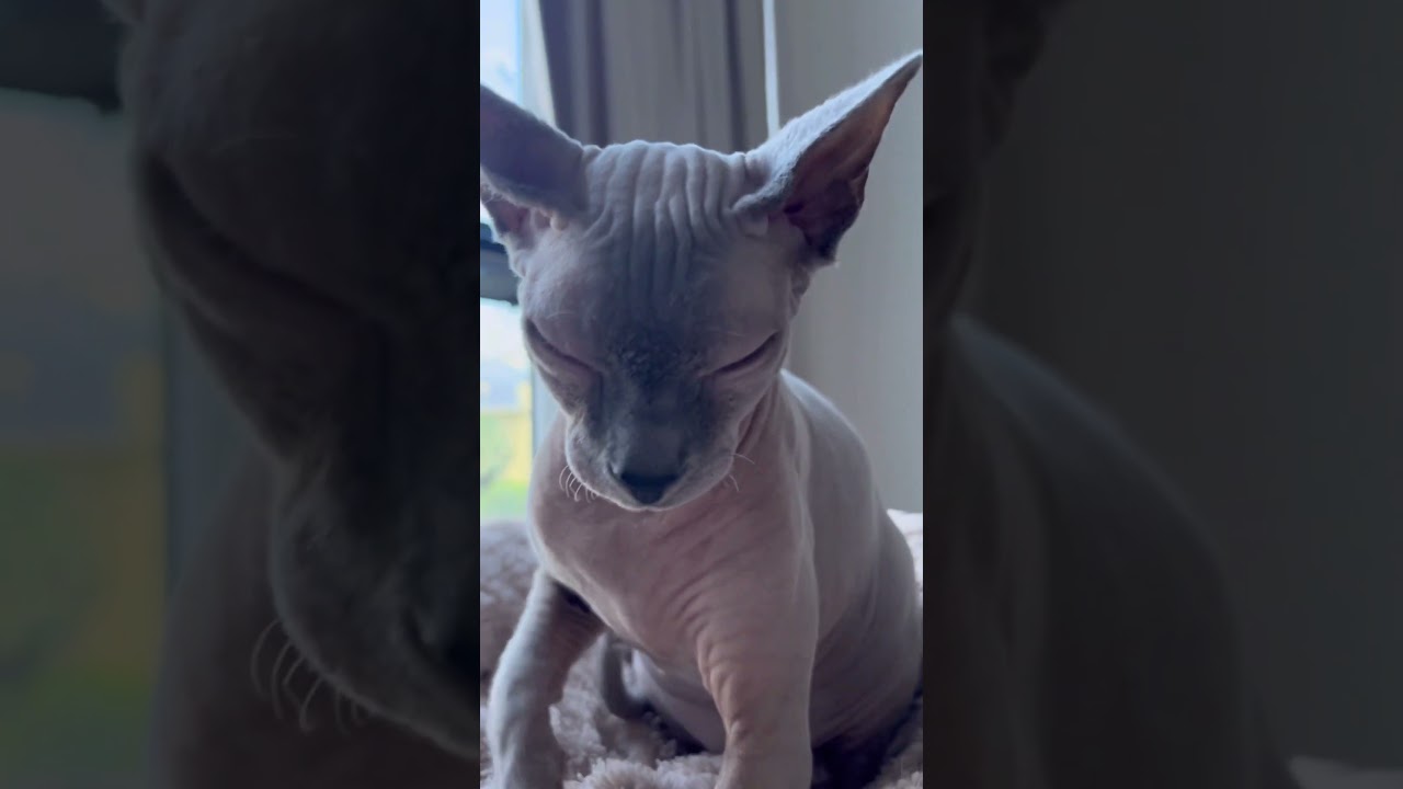 ゴロゴロふみふみご機嫌な毛のない猫【スフィンクス猫】