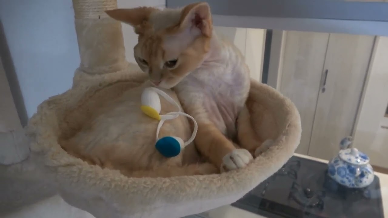 デボン猫兄は遊び疲れて眠くなりました(Devon Rex cat feels sleepy after playing a lot)