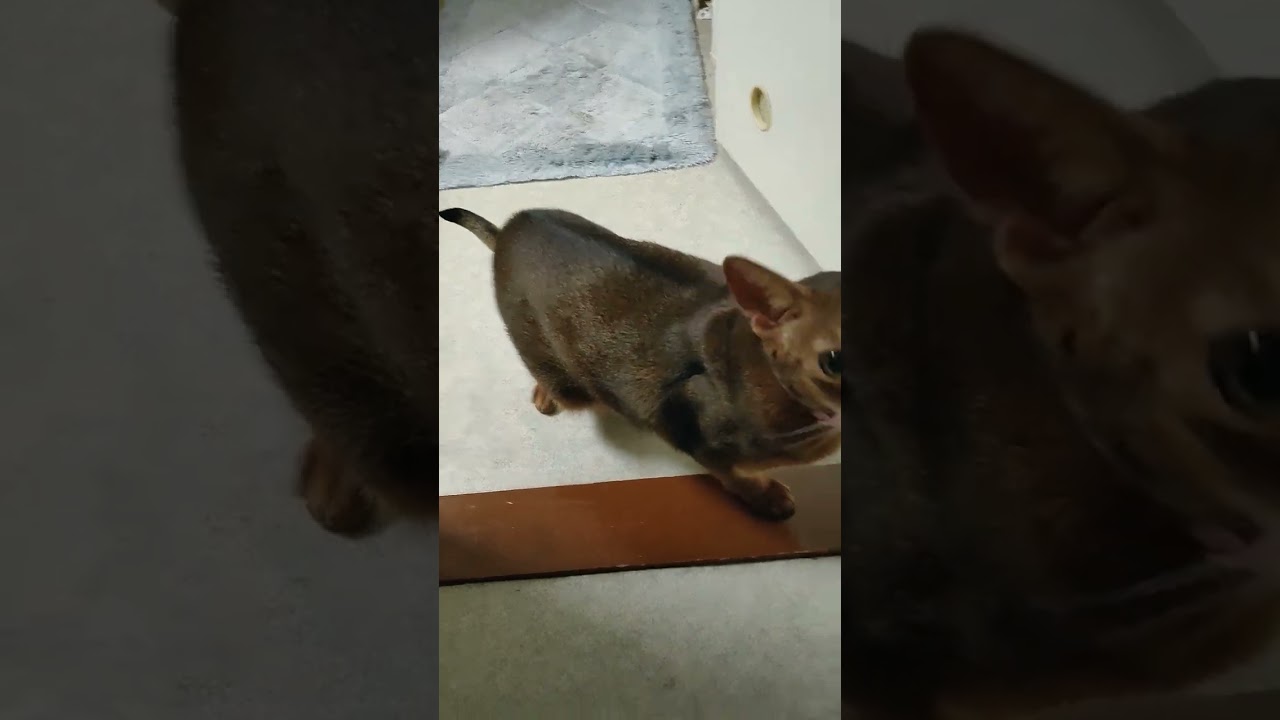 ネコ動画あび#889　#shorts　あびの毎日　アビシニアン　あびブログ