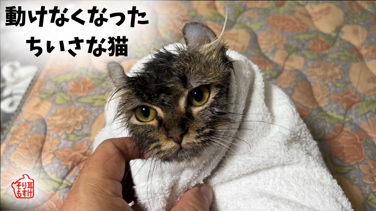猫の風呂で大失敗！素人が子猫を洗ったら大変なことに
