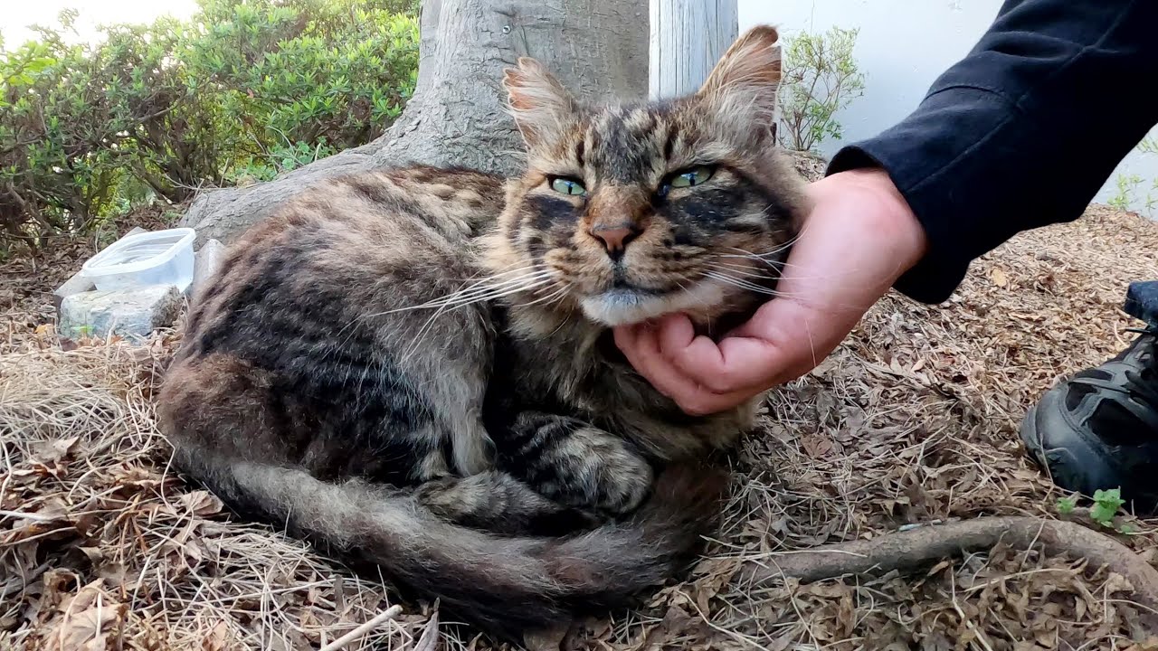 メインクーンのような猫のお家に久々に訪問してみた