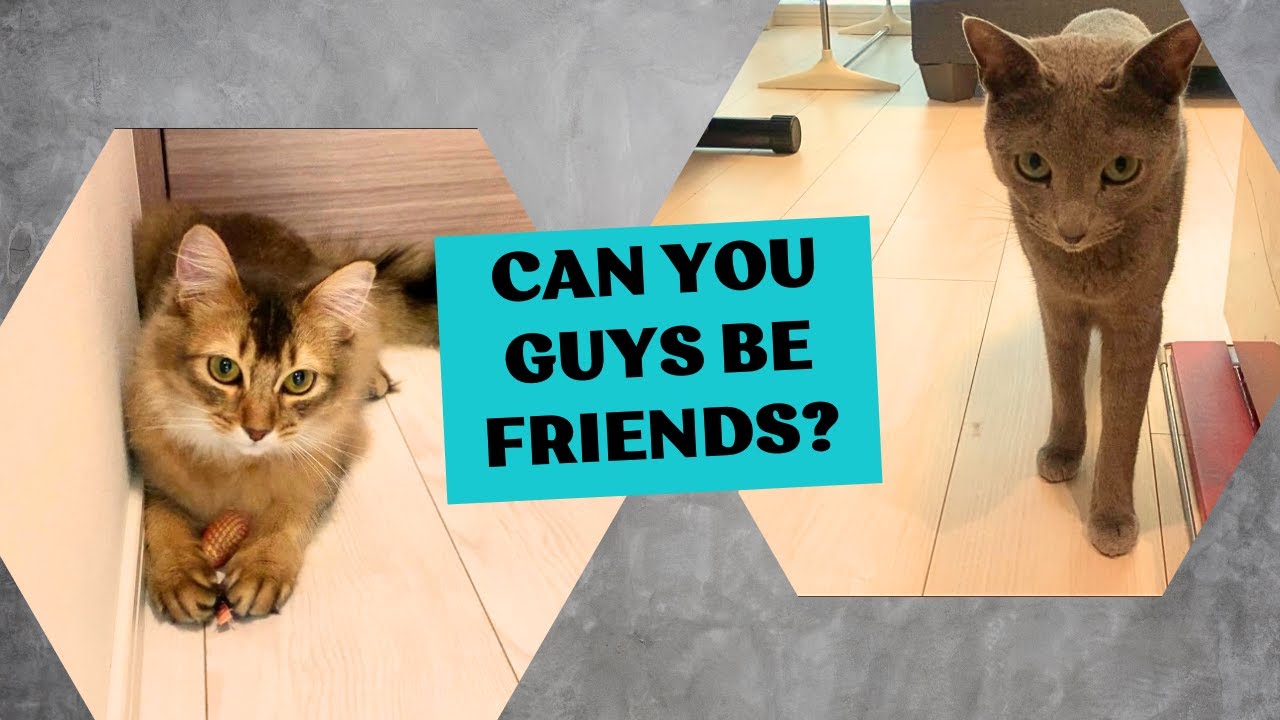 結局こうなるロシアンブルーとソマリの兄弟