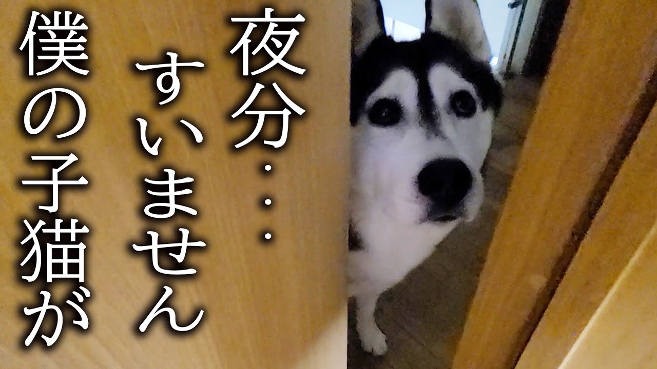 深夜に犬がクンクン言って騒いでるのでついて行くと子猫が...