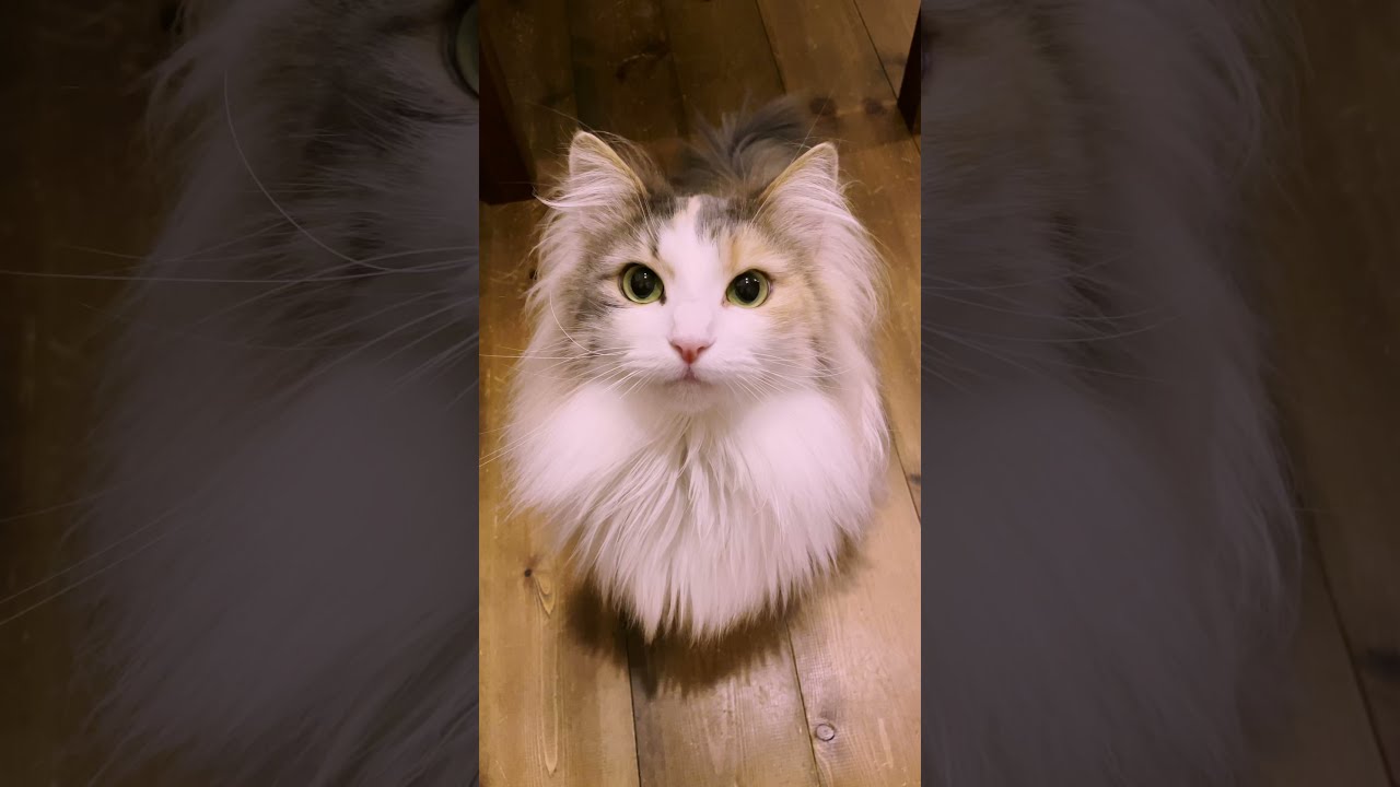 パリスの鳴き声［ノルウェージャンフォレストキャットNorwegian Forest Cat］