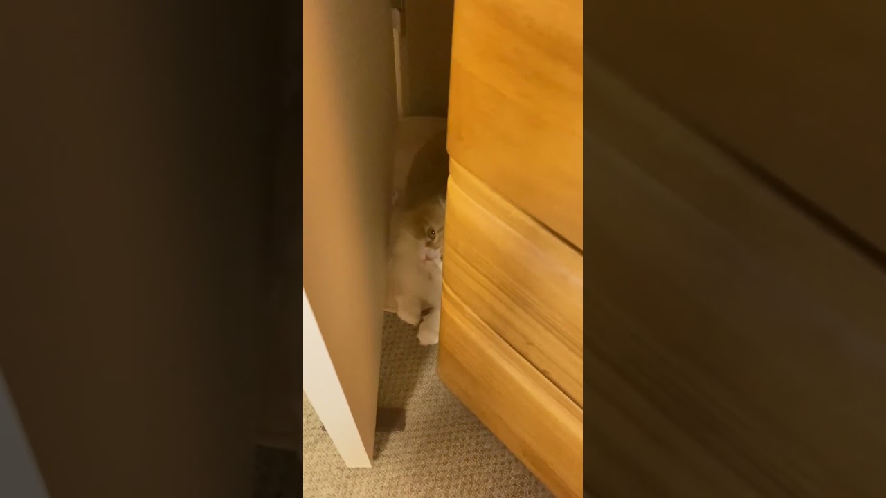太っちょ猫の隠れ家 #shorts  #猫 #アメリカンカール #cat