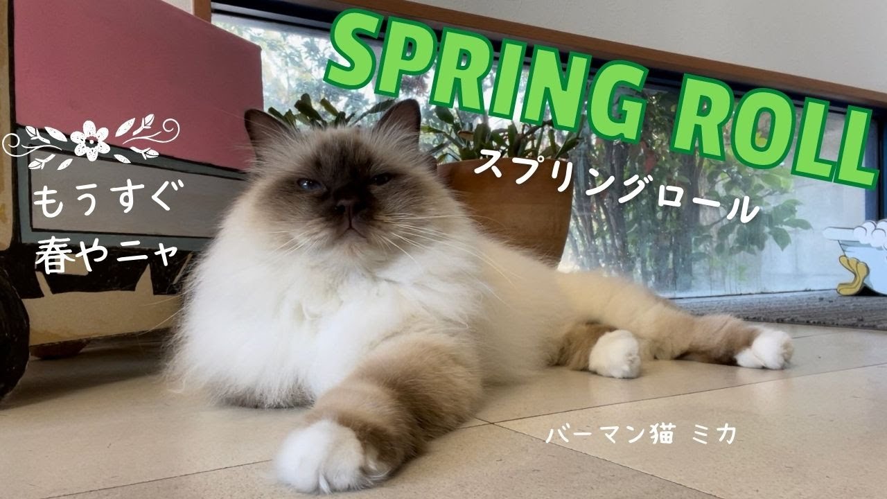 もうすぐ春やニャ【SPRING ROLL】スプリングロール（バーマン猫）Birman/Cat