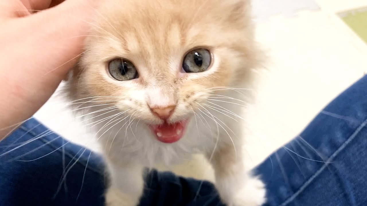【1歳記念】生後2ヶ月の可愛い子猫の様子【マンチカン】