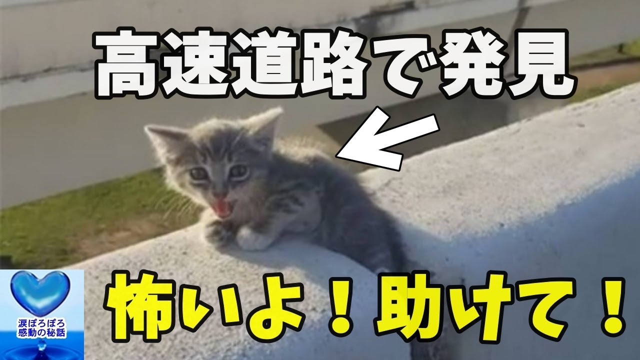 高速道路を走行中に発見された子猫。一度は通り過ぎ引き返した男性に無事保護される【感動】