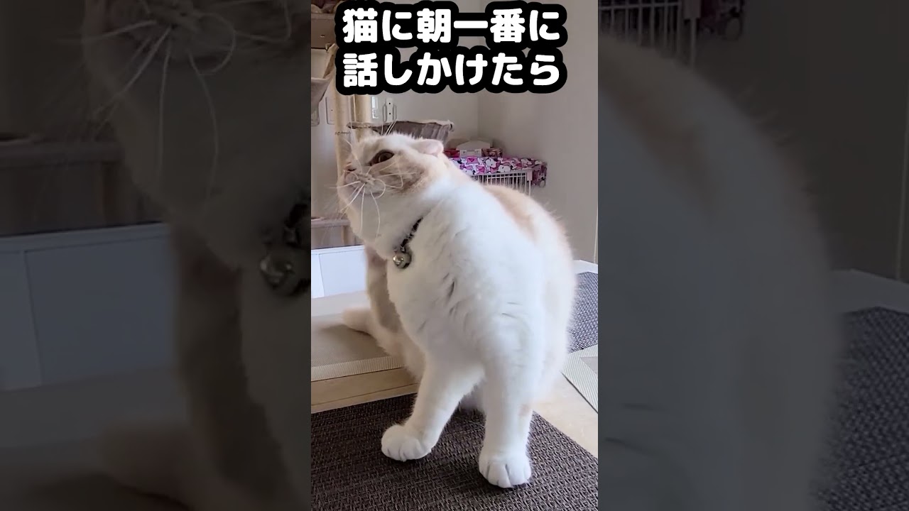 朝一番に猫に話しかけたらかわいすぎた...笑#猫 #cat