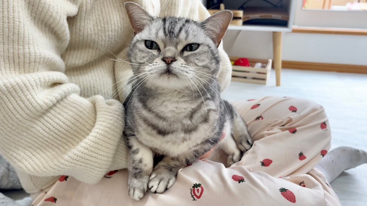 抱っこが大嫌いだった子猫の8年後の姿がこちら