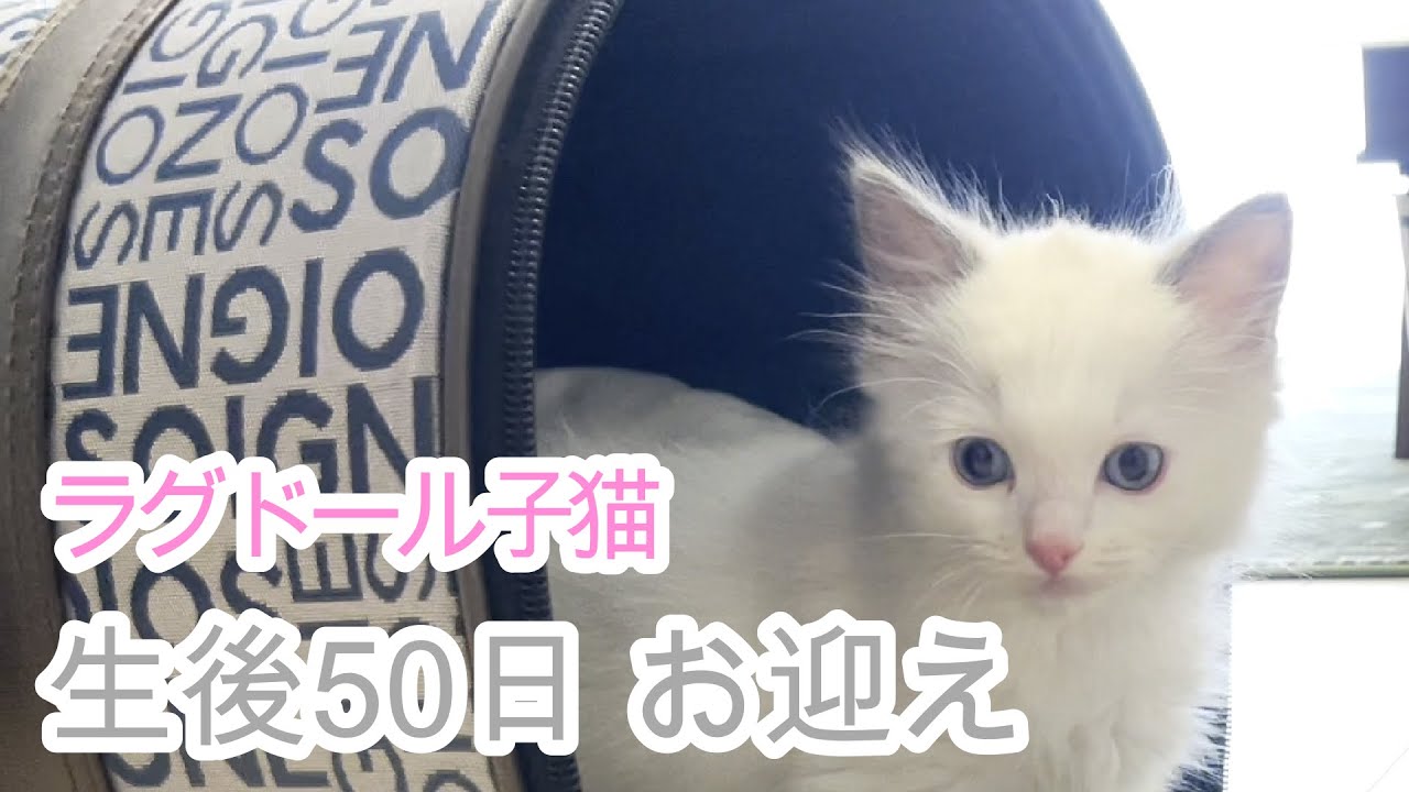 はじめまして。ぼく、ラグドールのくうちゃんです【子猫】【ラグドール】