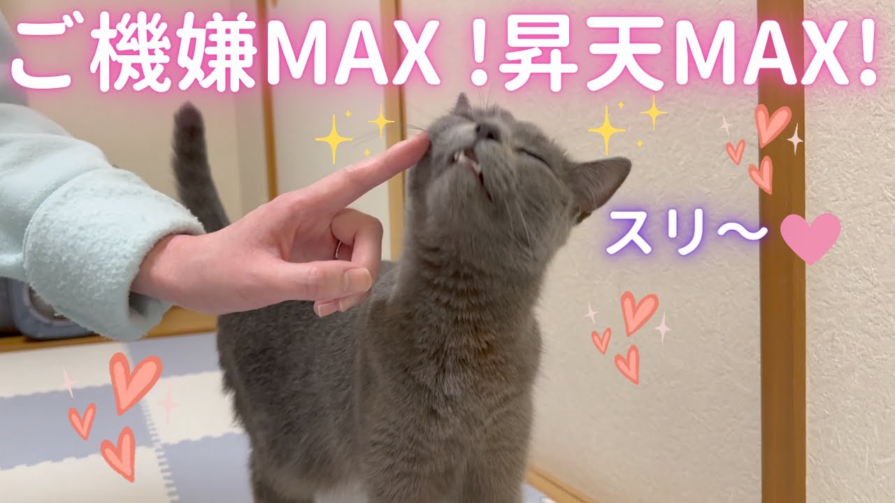 興奮度MAXのそらちゃんをご覧下さい（ロシアンブルー）