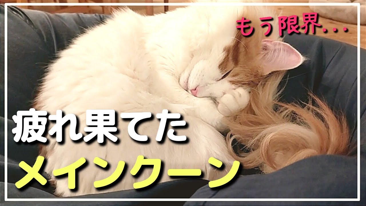 色々やり過ぎたら限界を迎えました【メインクーン大型猫】