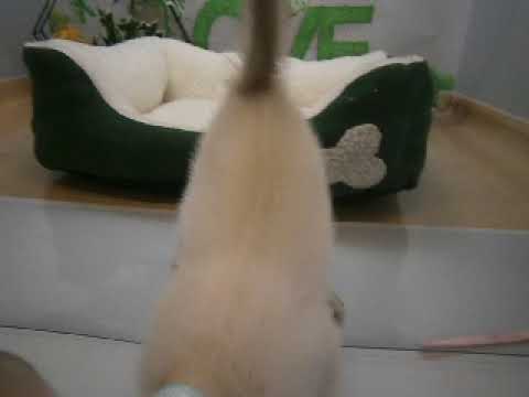 625134 トンキニーズ