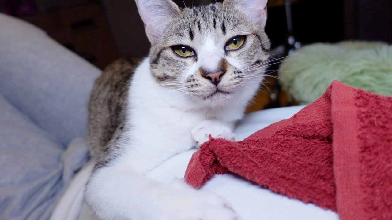 パパの長風呂を待つと甘えん坊な子猫はこうなります…笑