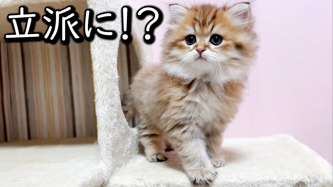 【ペルシャの子猫】もう立派に育った・・かな？な件 ∼猫のいる生活Vol.666~ 出産動画 マンチカン短足・ミヌエット・ペルシャ猫専門ブリーダー『ペット蔵人』【子猫の成長記録】