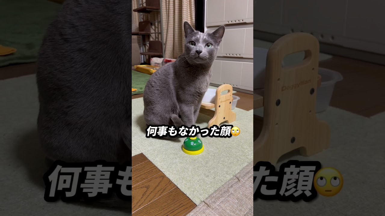 【ロシアンブルー】めろんなんて言うたん⁇🤭【猫】#shorts