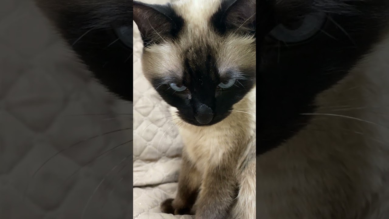 【2023.04.03】今日のシャム猫のふくさん（音無し）【たぬき猫】 #Shorts