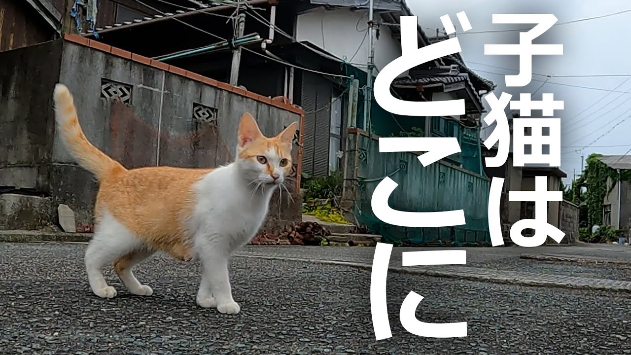 子猫の鳴き声が⁉母猫がとった行動が泣ける…