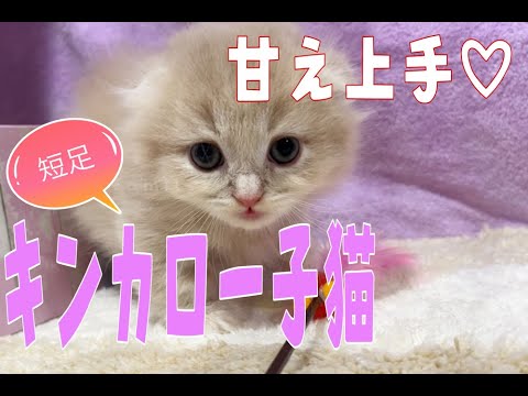【キンカロー子猫】すぐに寄って来る甘え上手な短足君