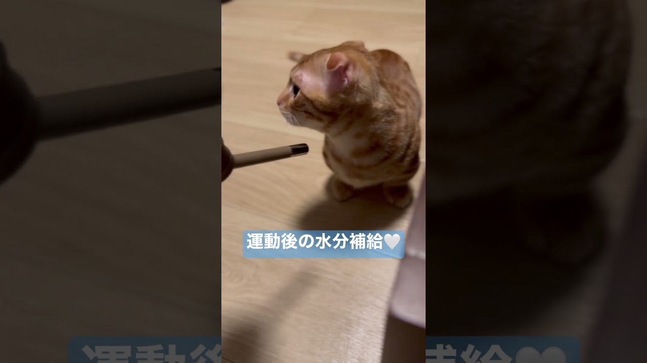 来ないはずだと思った編① #キンカロー #cat #猫 #kitten #子猫 #cutecat #猫のいる暮らし #pet #animal