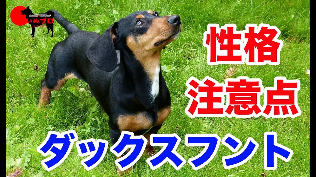 ダックスフントの性格【飼う前に知っておいてほしい注意点】　PSDドッグサポートセンター　いぬプロ　inupro　子犬　飼い方　パピー　トレーニング　しつけ　教育　飼い方