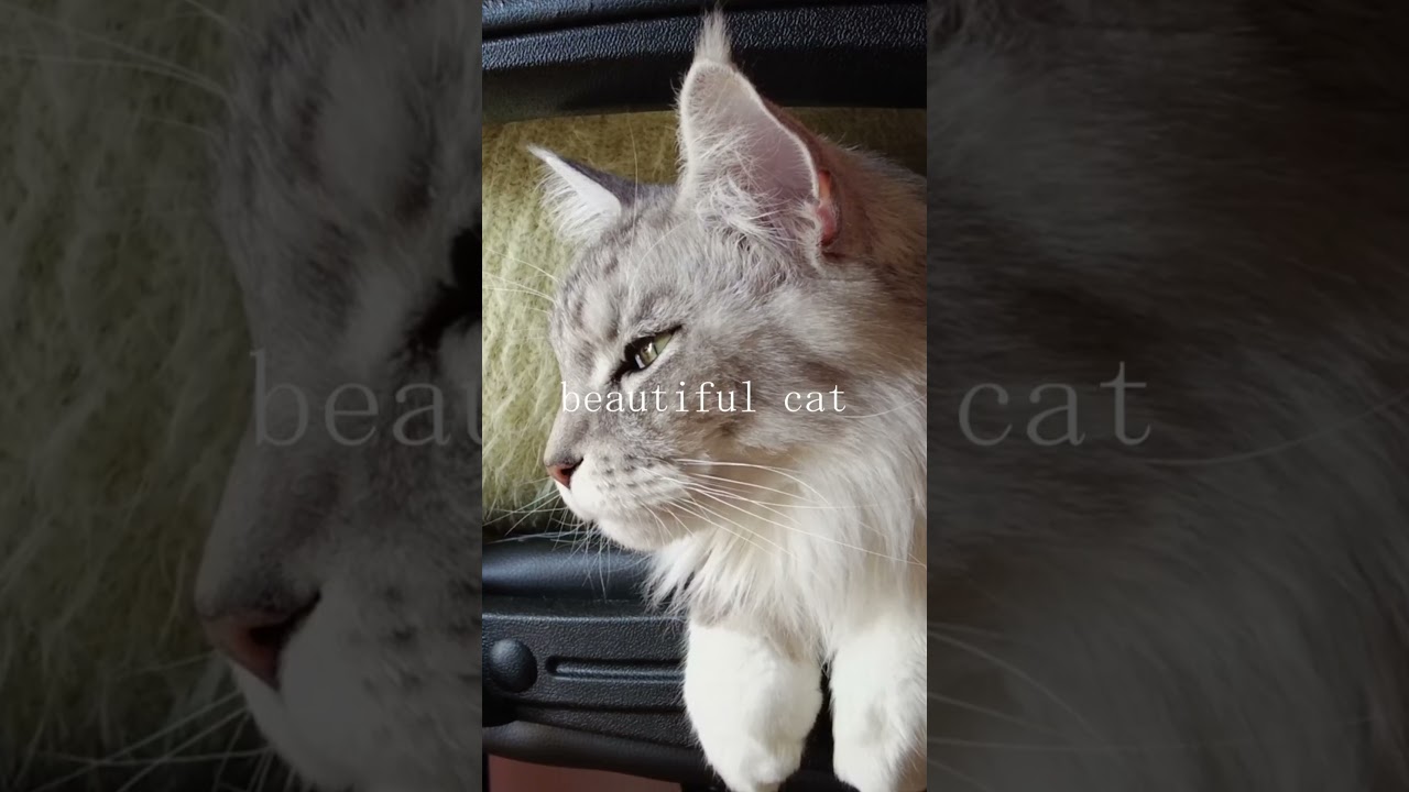 #cat #munchkin #chinchillagolden #maniecoon #kitten #JAPAN #猫 #メインクーン #しゃろう #無加工 #nofilter #shorts