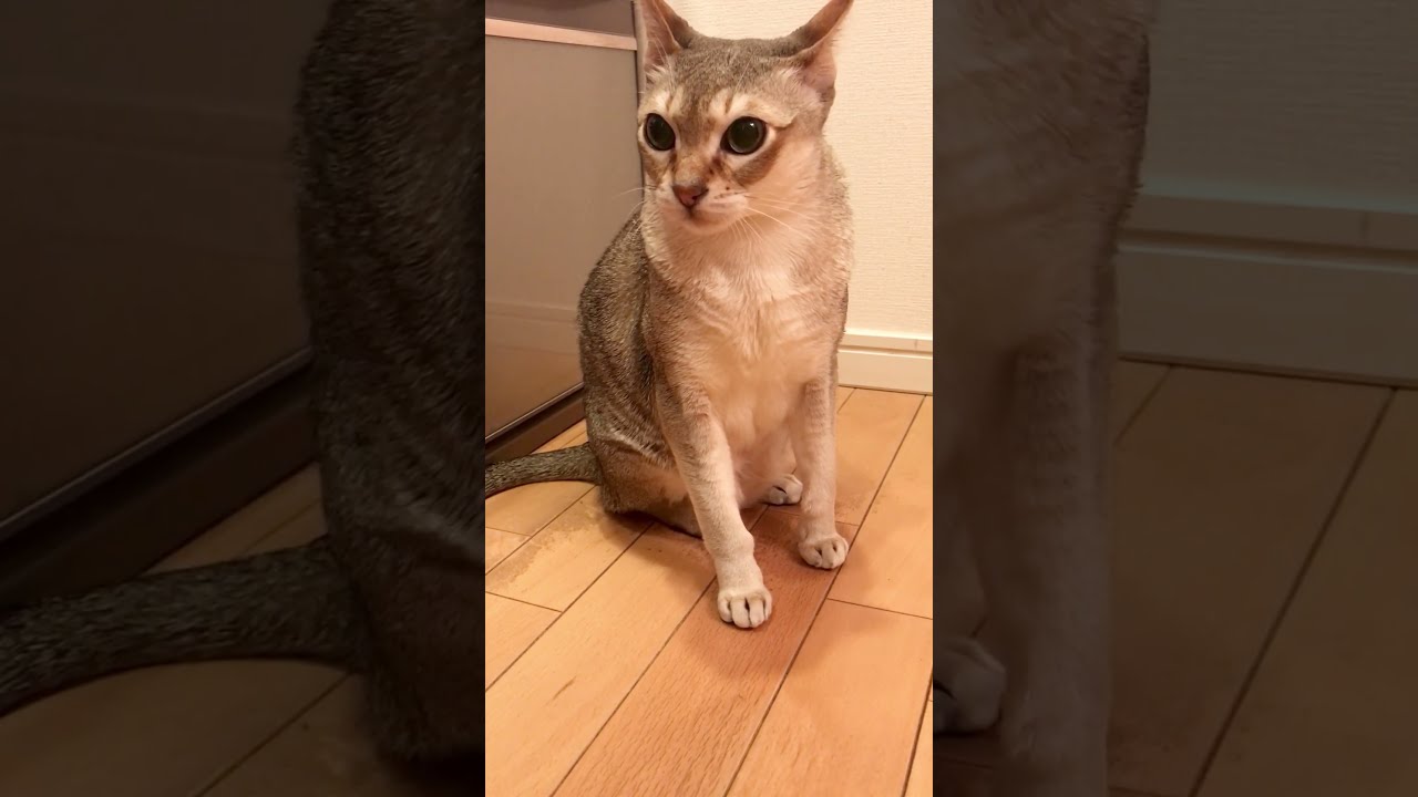 たぬき猫をペロペロできなかったシンガプーラなのにゃ♪