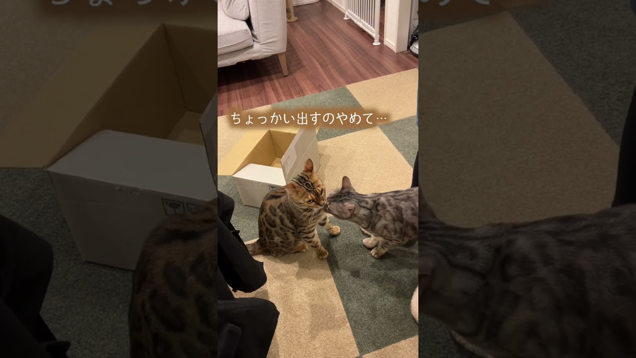 何かを訴えるネコとそれを察する妻　#shorts #ベンガル